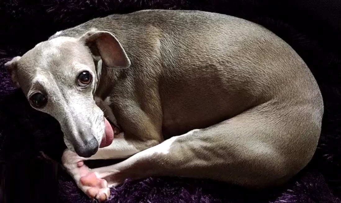 Illustration de l'article : Ce chien anxieux avait peur de tout, jusqu’à ce qu’on lui présente un bébé